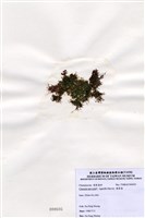 藏品(環節藻)的圖片